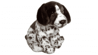 English Pointer aus Pl&uuml;sch
