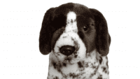 English Pointer aus Pl&uuml;sch Detailansicht