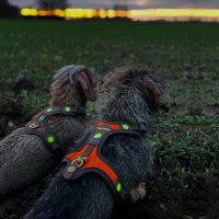 Niggeloh Follow Lichtblick Hundef&uuml;hrgeschirr Braun