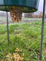 Fasan- und Rebhuhnfütterung mit Mais