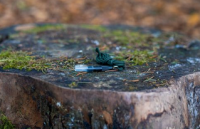 Weisskirchen Mauspfeife 2