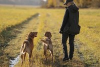 Pinewood Dog Sports 2.0 Weste Damen Mossgreen Anwendung 4