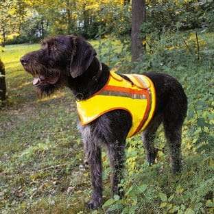 Warnweste Hund mit Name & Wunschtext personalisiert | Sicherheit | 3 Größen