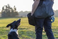 Pinewood Dog Sports Small Tasche Black Anwendung 1