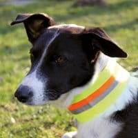 AKAH Hundehalsband reflektierend Anwendung 2