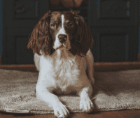 Siccaro FlexDogMat Hundematte
