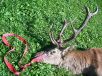 Bergehilfe Stag im Einsatz